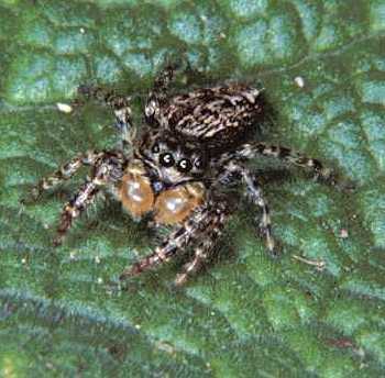 Marpissa muscosa male
