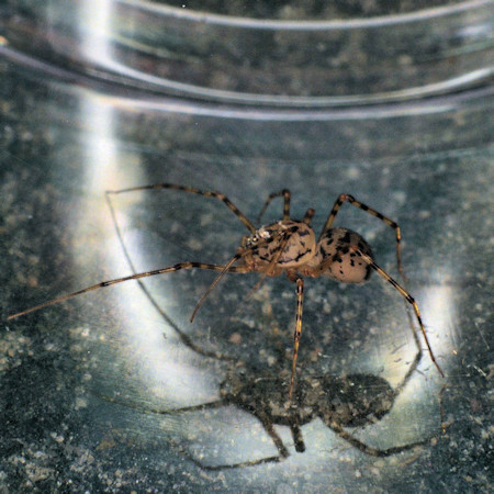 Scytodes thoricica