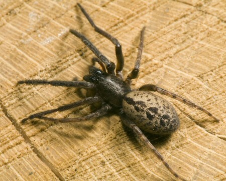 Segestria bavarica