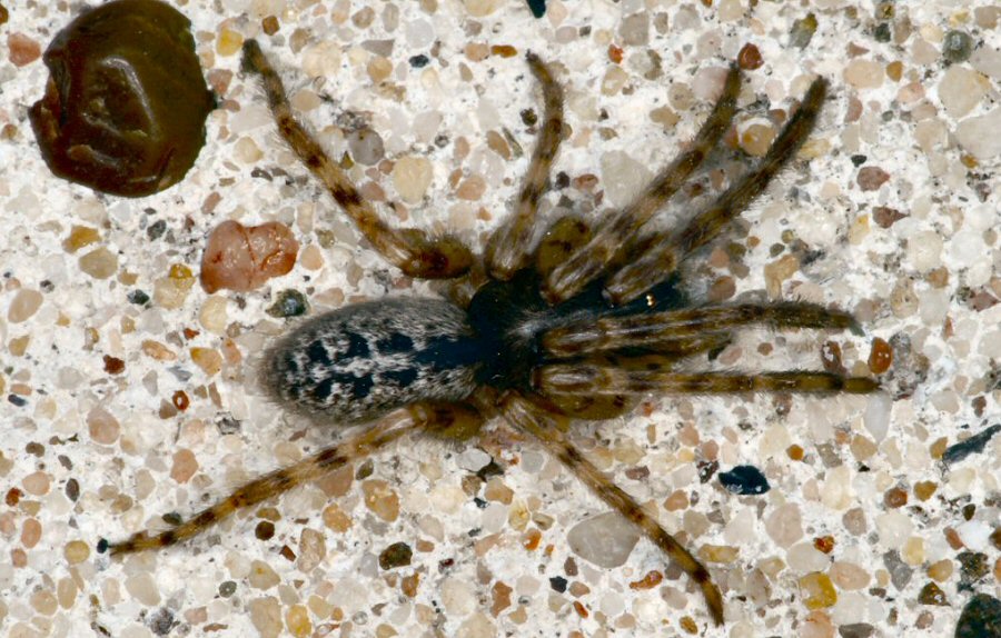 Segestria bavarica