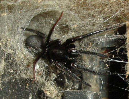 Segestria florentina