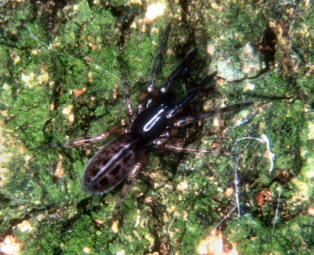 Segestria senoculata