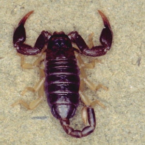 Euscorpius italicus