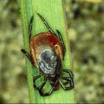 Ixodes_ricinus