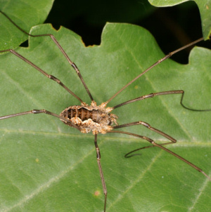 Opiliones/Mitopus morio