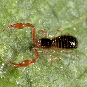 Neobisium sp.