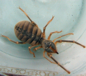 Camel or sun spider