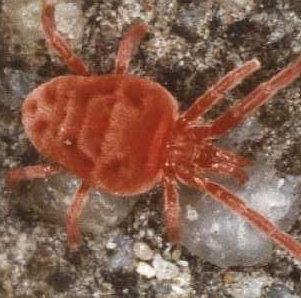 velvet mite