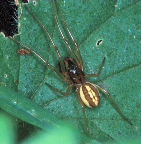 Pachygnatha clercki male