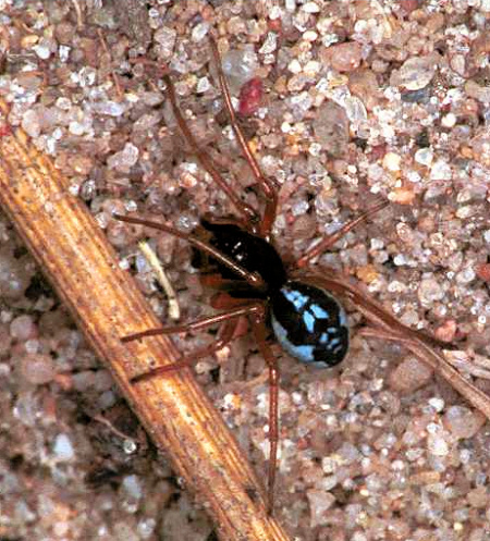 Pachygnatha degeeri