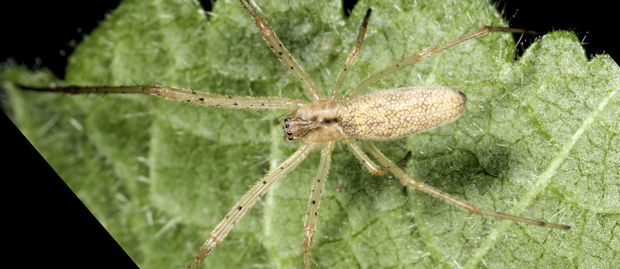Tetragnatha extensa
