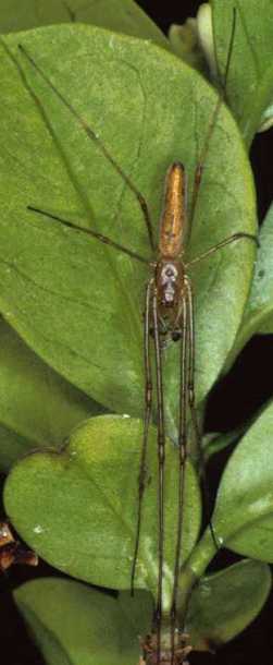 Tetragnatha montana