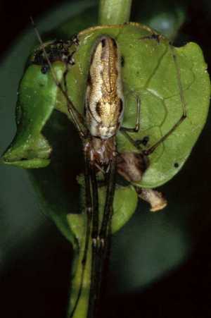 Tetragnatha montana