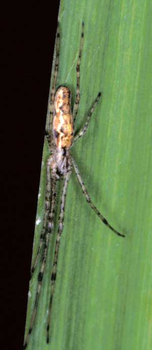 Tetragnatha obtusa