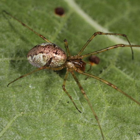 Tetragnatha obtusa