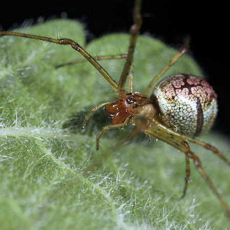 Tetragnatha obtusa