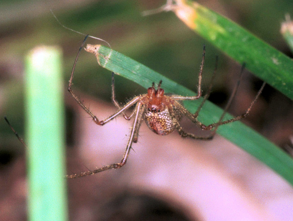 Tetragnatha sp.