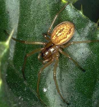 Pachygnatha clercki