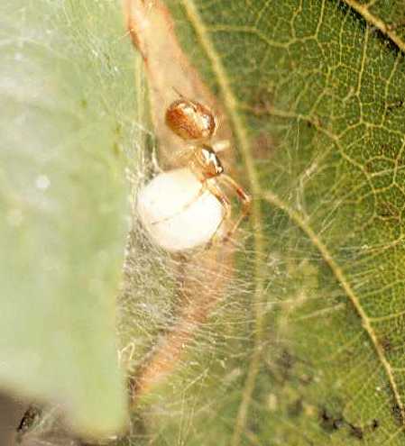Anelosimus vittatatus