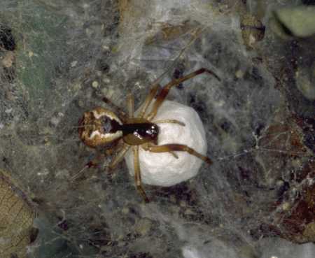 Anelosimus vittatatus