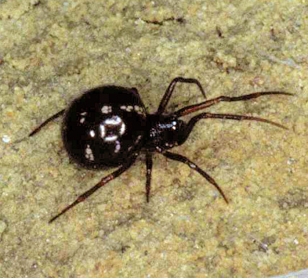 Crustulina guttata