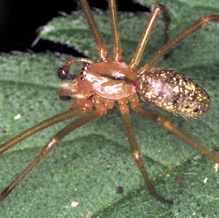 Enoplognatha mordax?