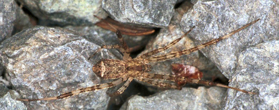 Episinus maculipes