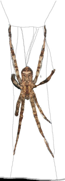Episinus maculipes