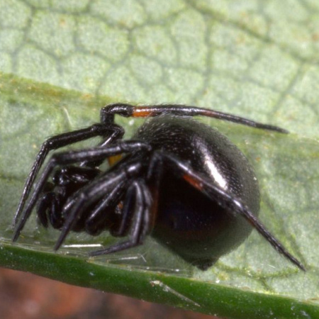 Lasaeola tristis