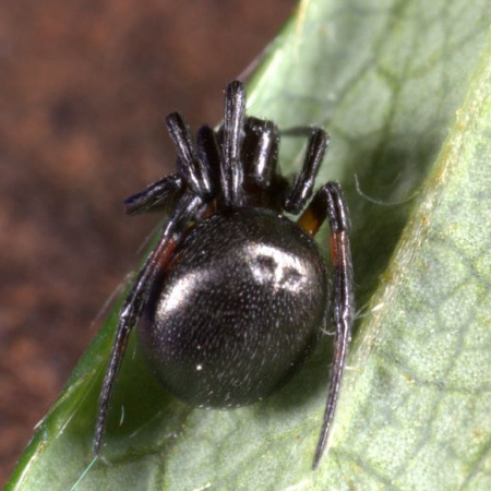 Lasaeola tristis