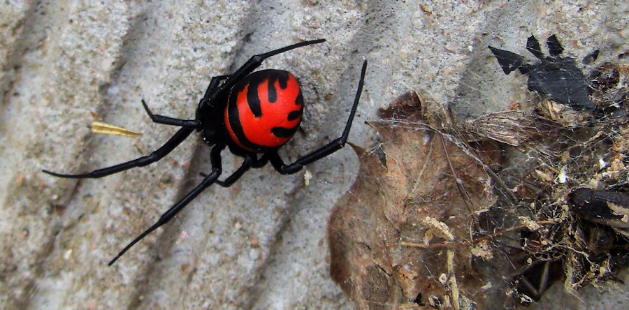 Latrodectus elegans