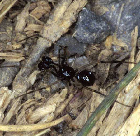 Neottiura uncinata