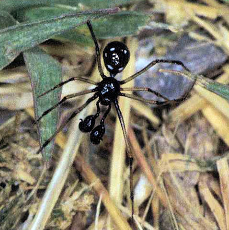 Neottiura uncinata