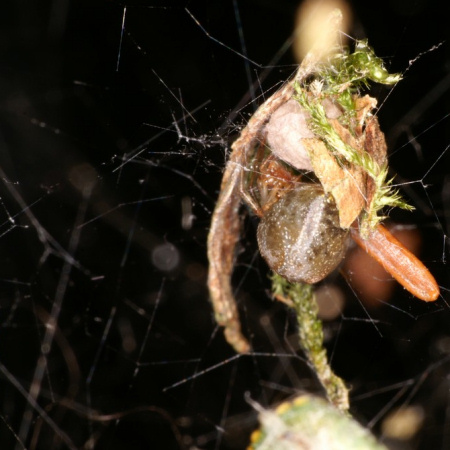 Parasteatoda simulans