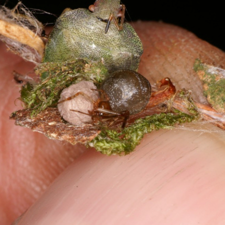 Parasteatoda simulans