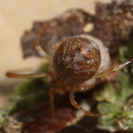 Parasteatoda simulans