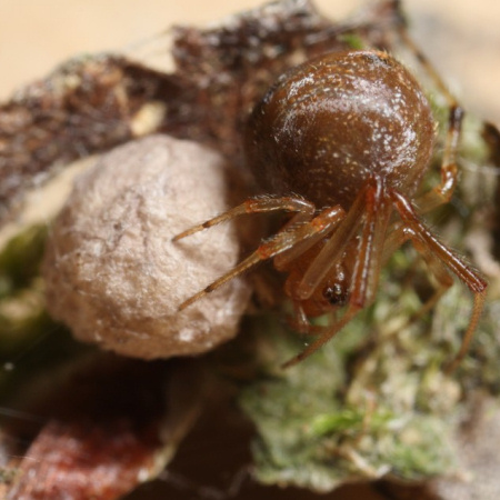 Parasteatoda simulans