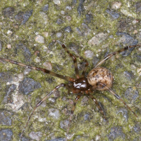 Parasteatoda tepidariorum