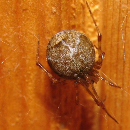Parasteatoda tepidariorum