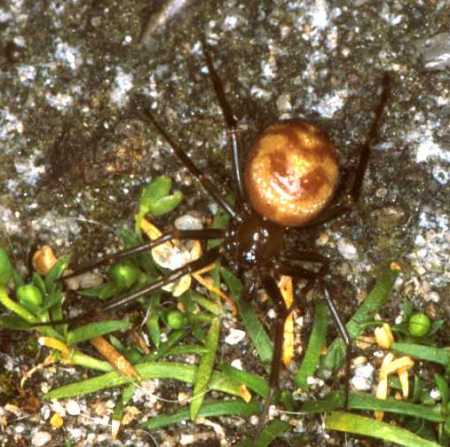Steatoda ZZ171
