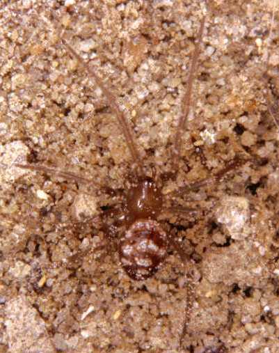 Steatoda ZZ172