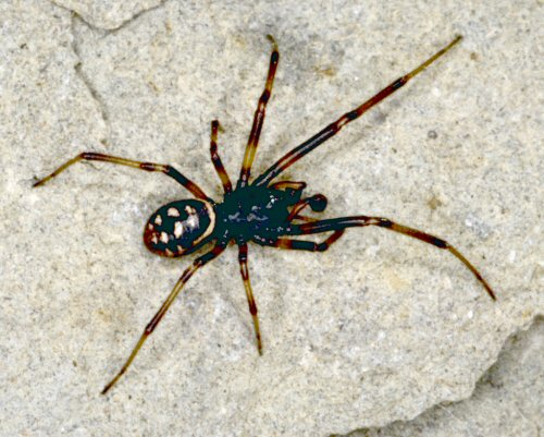 Steatoda albomaculata