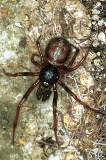 Steatoda bipunctata