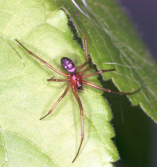 Steatoda grossa