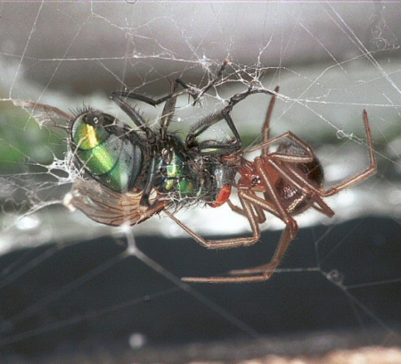 Steatoda grossa