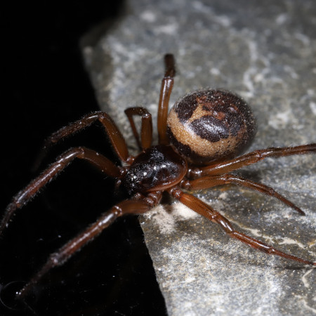 Steatoda nobilis