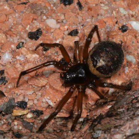 Steatoda nobilis