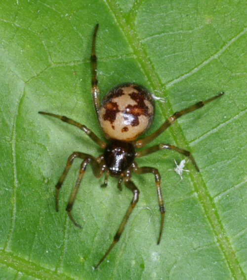 Steatoda triangulosa