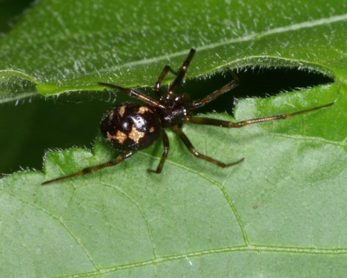 Steatoda triangulosa