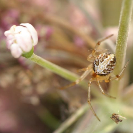 Theridion pictum 
